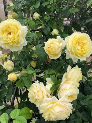 Роза Сирано де Бержерак ( Cyrano de Bergerac ) купить