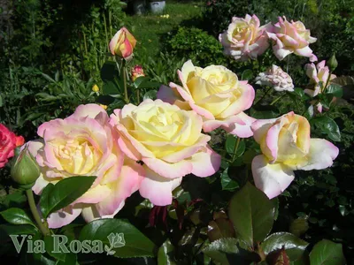 Айриш Хоуп\" (Rose Irish Hope): продажа, цена в Киевской области. Рассада и  саженцы цветов от \"EDROSES\" - 958110268