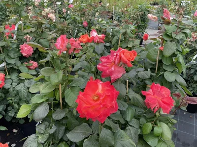 Казино( Casino): продажа, цена в Киевской области. Рассада и саженцы цветов  от \"EDROSES\" - 967897965