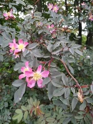 Купить саженцы Роза Сизая \"Rosa glauca\" оптом из питомника в Москве и  России, цена от 650 | Озеленение Горзел — Горзел