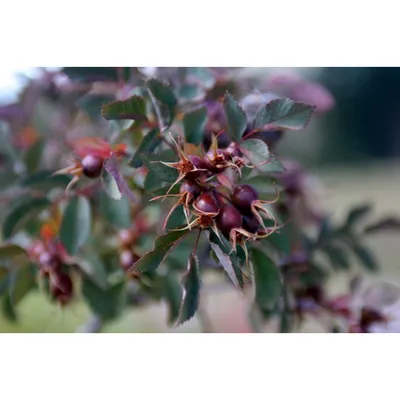 Роза сизая (Rosa glauca) - PictureThis