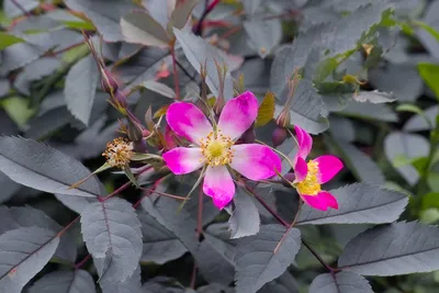 Rosa glauca, buds — Роза сизая (шиповник сизый, роза красн… | Flickr