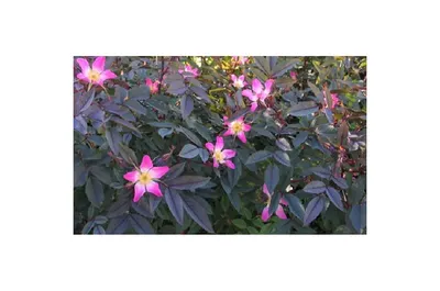 Роза сизая (Rosa glauca)