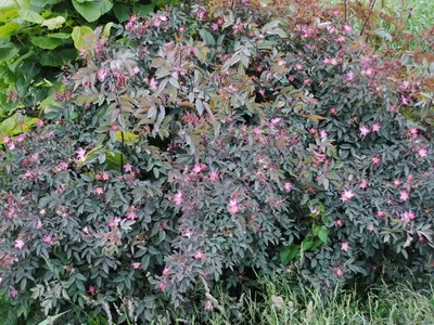 Саженец Роза сизая / Шиповник сизый (Rosa glauca) купить в Москве по низкой  цене из питомника, доставка почтой по всей России | Интернет-магазин  Подворье