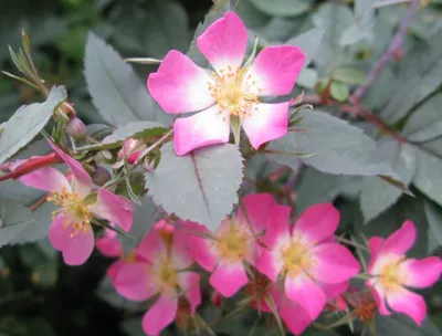 Саженец Роза краснолистная / сизая Карменетта (Rosa rubrifolia Carmenetta /  glauca Carmenetta) купить в Москве по низкой цене из питомника, доставка  почтой по всей России | Интернет-магазин Подворье