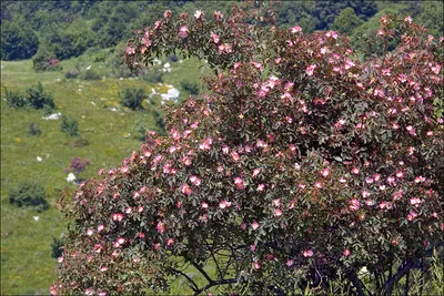 Роза сизая (Rosa glauca)