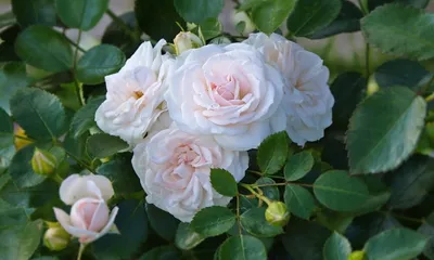 Rosa RUBRIFOLIA (Роза): купить 3 семени c доставкой почтой 🌸 Адениум дома