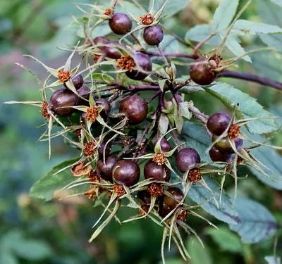 Rosa glauca - Изображение особи - Плантариум