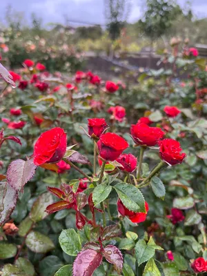 Роза Скарлет Мейяндекор (Ред Фейри). (Scarlet Meillandecor) Почвопокровная  купить в интернет-магазине ЦВІТСАД с доставкой по Украине