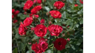 Buy Wholesale Scarlett Ohara Red Sweetheart Rose in Bulk - FiftyFlo...