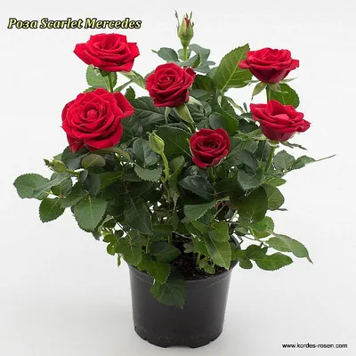 Роза Scarlet Meidiland Decor: описание, фото, отзывы — RoseCatalog.ru