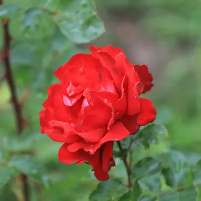 Scarlett and violent roses in a rose garden Stock Photo - Alamy