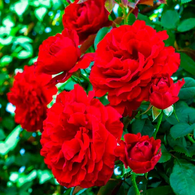 Flower Carpet® Scarlet Rose, Rosa x 'NOA83100B' PP #17,373, Monrovia Plant