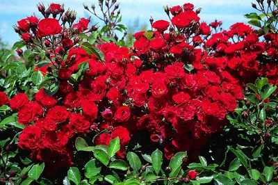 Close-up Profile of a Scarlett China Rose with Red and Green Bokeh Stock  Image - Image of male, plant: 134942097