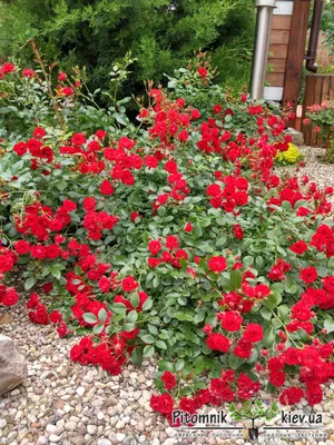 Роза почвопокровная Скарлет Мейландекор | саженцы красной розы