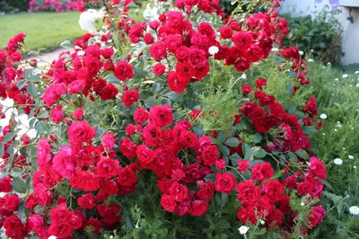 Роза почвопокровная Скарлет Мейландекор / Rosa (P) Scarlet Meillandecor