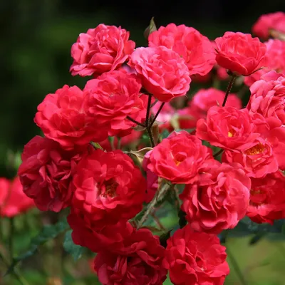Роза почвопокровная Скарлет Мейяндекор купить с доставкой в г. Муром - цена  от 400.00 руб