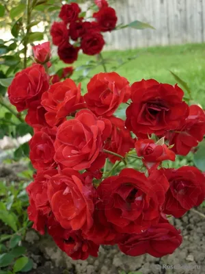 Скарлет Мейяндекор купить почвопокровные розы Scarlet Meillandecor