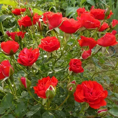 Роза \"Scarlet Meillandecor\" купить в питомнике растений с доставкой по  Волгограду и Волгоградской области, саженцы, выращивание, посадка и уход