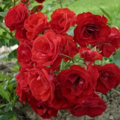 Роза Scarlet Meillandecor (Скарлет Мейяндекор) почвопокровная  (ID#1755018215), цена: 120 ₴, купить на Prom.ua