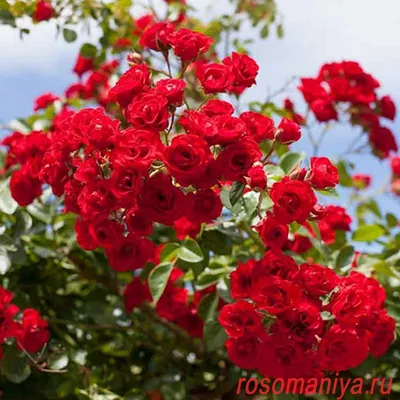 Роза почвопокровная Скарлет Мейландекор (Scarlet Meillandecor) купить в  Киеве, цена — Greensad