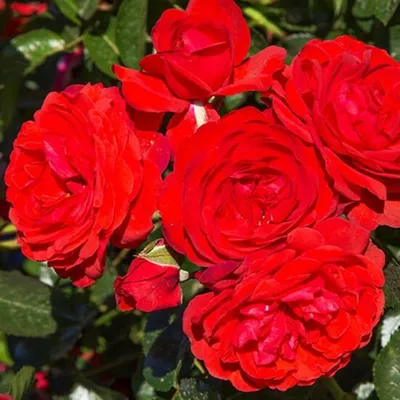 Саженцы роз Scarlet Meillandecor (Скарлет Мейяндекор)✔️ купить в Украине по  цене производителя
