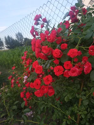 Саженцы розы Скарлет Мейяндекор купить в Москве по цене от 630 до 2340 руб.  - питомник растений Элитный Сад