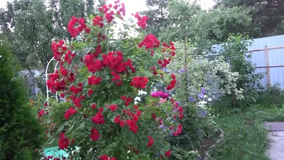 Купить Роза почвопокровная «Скарлет Мейяндекор (Scarlet Meillandecor)».  Саженцы в Москве и области по низкой цене