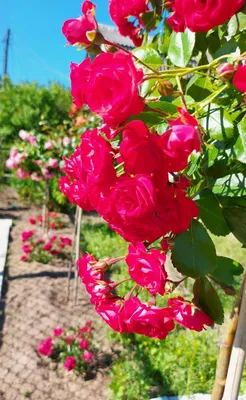 Роза Ред Фейри (Scarlet Meillandecor) Почвопокровная: саженцы роз, более  400 сортов роз, розы в контейнере, питомник саженцев роз, розы от  производителя. доставка по всей Украине. качественные саженцы, рассада и  саженцы цветов от \"
