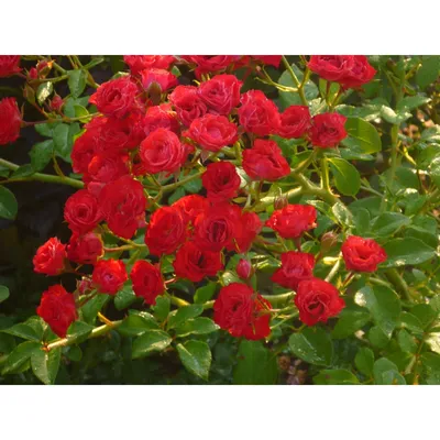 Скарлет Мейяндекор (Scarlet Meillandecor) - Почвопокровные розы - Розы -  Каталог