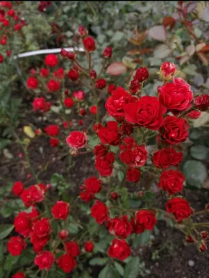 Роза \"Скарлет Меландекор\" (Rose Scarlet Meillandecor) - Розы почвопокровные  (Каталог почвопокровных роз)- Розы - Каталог - Pitomnic.com