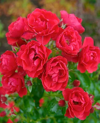 Роза Scarlet Meillandecor. Лучший способ посадки роз из больших контейнеров  - YouTube