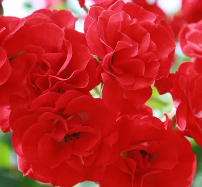 Саженец розы почвопокровной Скарлет Мейяндекор С3,5 — цена в Энгельсе,  купить в интернет-магазине, характеристики и отзывы, фото