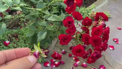 Купить саженцы розы почвопокровной Скарлет Мейяндекор с доставкой в Москве  и Подмосковье