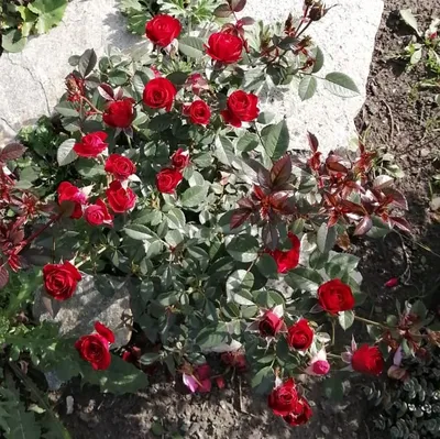 Купить саженцы Роза почвопокровная Скарлет Мейяндекор от АФ \"Поиск\", 15958