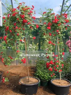 Scarlet Meillandecor Скарлет Мейяндекор - купить саженцы роз с доставкой по  Украине в магазине Добродар
