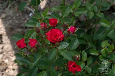 Скарлет Мейяндекор Scarlet Meillandecor почвопокровная роза купить в  интернет магазине КустикОптом➤➤➤ быстрая отправка почтой➤➤➤ фото и описание  сортов с ценой