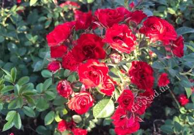Троянда Скарлет Мейяндекор (Scarlet Meillandecor) - YouTube