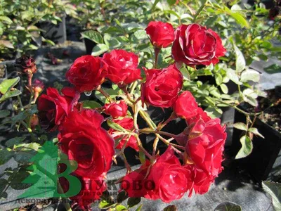 Роза \"Скарлет Меландекор\" (Rose Scarlet Meillandecor) - Розы почвопокровные  (Каталог почвопокровных роз)- Розы - Каталог - Pitomnic.com