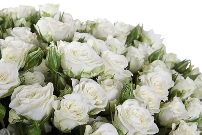 101 кустовая роза “Сноуфлейк” – 60 см – My site