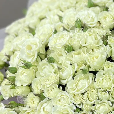 Букет 51 кустовая роза Сноуфлейк купить за 14 490 руб. с круглосуточной  доставкой | Мосцветторгком