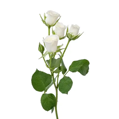 Роза кустовая белая Сноуфлейк 50 см (00013) купить поштучно с доставкой в  Архангельске