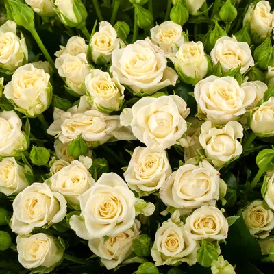 Букет 101 кустовая роза Сноуфлейк купить по цене 23 190 руб |  Круглосуточная доставка в Москве — СоюзЦветТорг