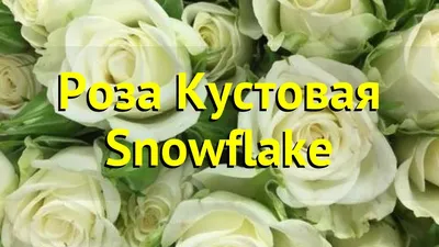 Кустовая роза Сноуфлейк (Snowflake) | DolinaRoz
