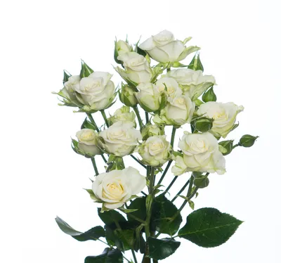 Кустовая роза Сноуфлейк (Snowflake) купить с доставкой по Минску - Acuba di  Flora