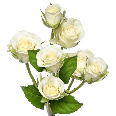 Кустовая роза Сноуфлейк в деревянном ящике | доставка по Москве и области