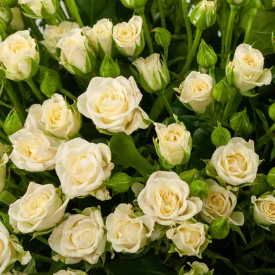 11 белых кустовых роз \"Сноуфлейк\" купить в Москве в Букет-Элит