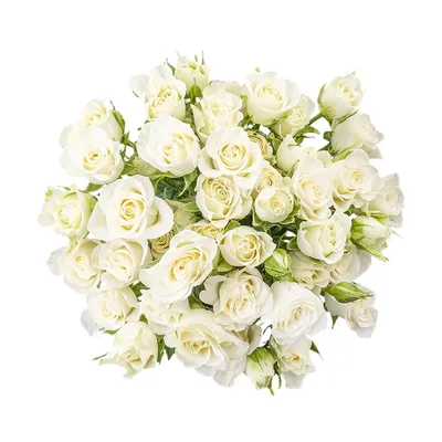 Букет 51 кустовая роза Сноуфлейк купить по цене 12 190 руб | Круглосуточная  доставка в Москве — СоюзЦветТорг