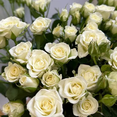 Дуэт из 25 кустовых роз Лотус и Сноуфлейк | купить с доставкой по Москве и  области