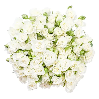 101 белая роза: букеты, корзины, цены, доставка по Москве